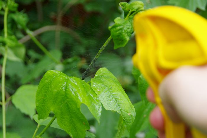 חרקים קטנים באדמה של עציץ – איך לזהות ולהיפטר מחרקים קטנים החיים באדמת העציץ